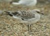 Mediterranean Gull at Southend Seafront (Steve Arlow) (73463 bytes) Mediterranean Gull at Southend Seafront (Steve Arlow) (73463 bytes)